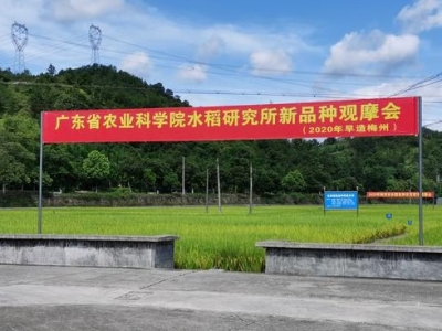 梅州举行2020年早造梅州市水稻创新成果转化现场观摩会