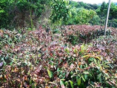 地里有旱情 专家来支招！我市各有关部门积极应对保障农业生产稳定