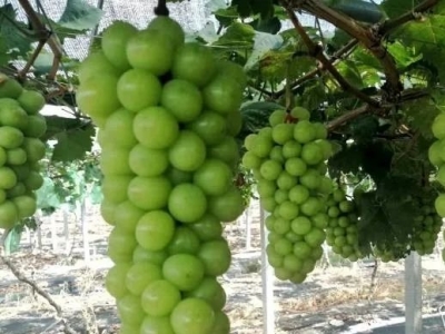 葡萄熟了！五华这场葡萄文化节甜过初恋