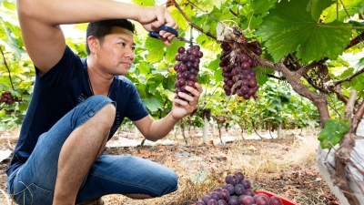 贫困村的葡萄熟了！快来梅江区双黄村赴一场甜蜜之约
