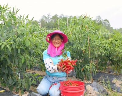 进击的辣椒！快看！平远这儿有比夏日更红火的风景~