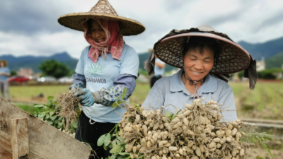 又逢夏收时，瞧！香甜有嚼劲的平远东石花生在向你招手~