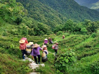 绿野乡风丨风清茶香赤树坪