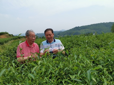 零下40℃生产绿茶？盛夏来去洞天湖畔觅茶香！