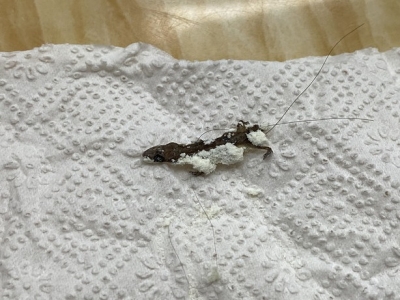 细思极恐！梅城一婴儿吃的知名奶粉里，惊现...