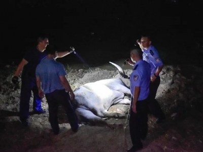 “疯牛”失控要伤人，民警果断开枪就地击毙