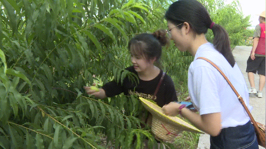 来去摘桃咯~五华潭下鹰嘴桃今日开园采摘