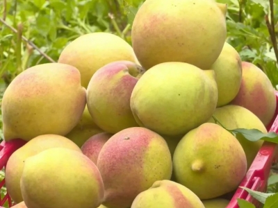 平远黄沙村鹰嘴桃丰收！今年总产量超10万斤，产值达百万