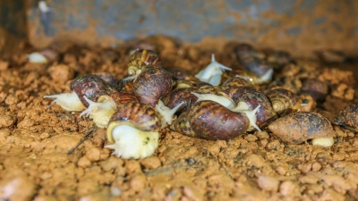 退役军人的放“牛”产业：诚实守信带领乡亲致富