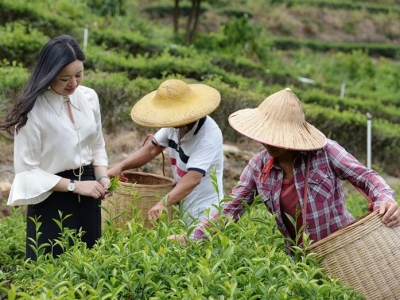 不恋都市恋深山？誓把荒山变金山！清凉山这位女子有茶有故事...