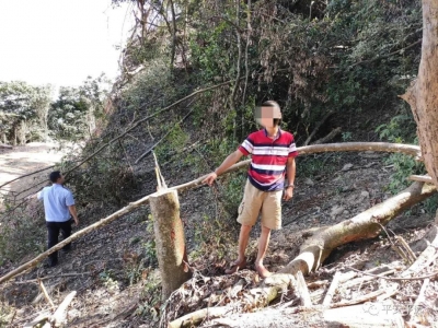 光天化日盗伐林木，平远“光头强”终落法网