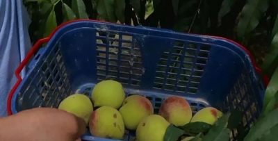 七月甜蜜来袭！丰顺八乡山马山村鹰嘴桃开摘啦！