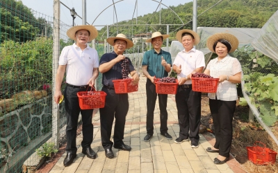 串串葡萄甜 浓浓帮扶情！梅江区西阳镇双黄村葡萄园开园采摘