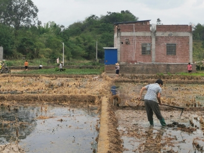 为千亩稻田“解渴”！五华水寨镇科学调度水源，打响抗旱“保卫战” 