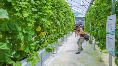 “快来尝尝我们新产的甜瓜！”