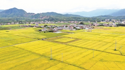 从“一碗三及第”到“蕉岭一桌菜”，“世界寿乡·富美蕉岭”谱新篇