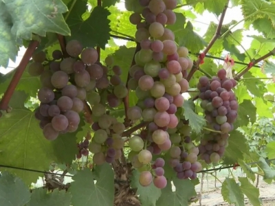 “葡萄君”已上线！平远差干村甜蜜采摘攻略，你值得拥有~