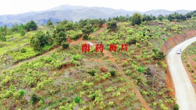 ​一片叶子激活37个村！平远村企“抱团入股”种下“致富树”