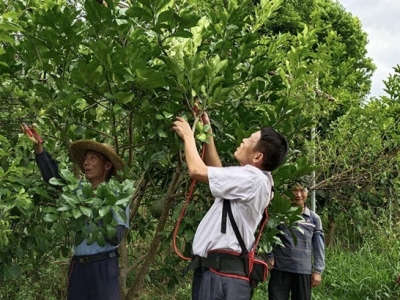 退伍不褪色！他们当起了家乡的致富“排头兵”~