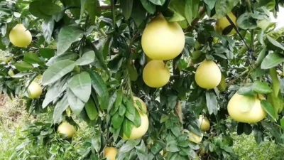今年梅州蜜柚、金柚开摘时间定了！准备开吃哦