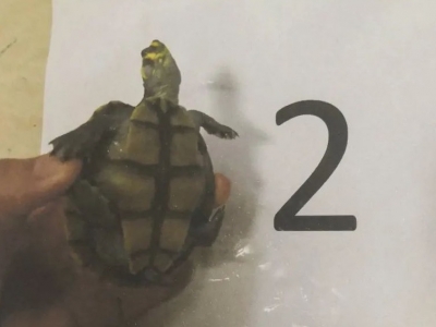 梅城这个“不识货”的水族馆老板摊上大事了！