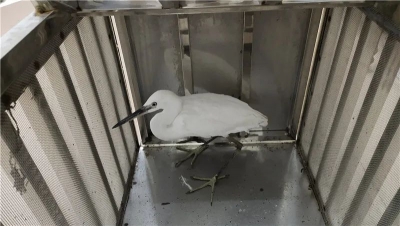 白鹭“误闯”民居，幸得丰顺警民联手救助