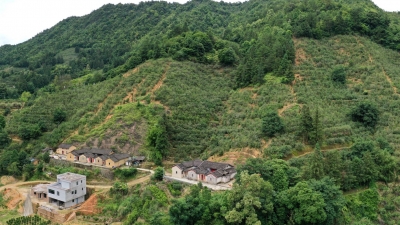 端起致富“金饭碗”！中国邮政梅州分公司助推银溪古树茶提质增效