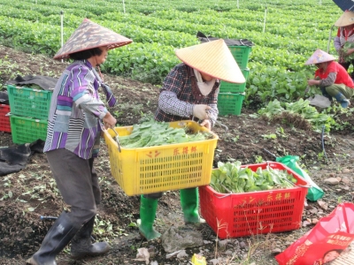 梅江区：做强做优三大农业品牌，带动群众致富奔康！