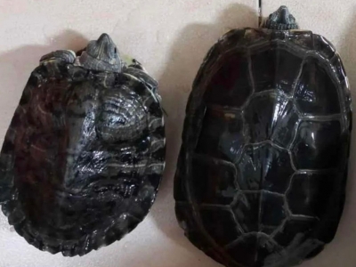 引以为戒！梅江区一男子因非法收购国家重点保护动植物被查