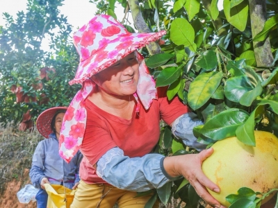 9月3日！一大波大埔蜜柚来袭，请做好开摘准备！