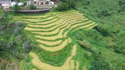 平远梅畲龙颈百亩古梯田：金黄叠翠，满眼“丰收色”