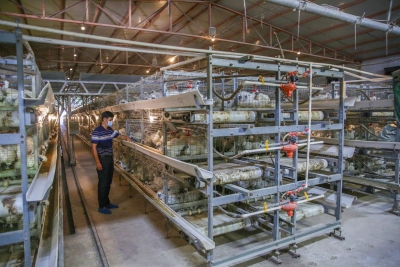 党建引领，丰顺小椹村探索集体经济走出“新路子”！产业兴了村民富了~