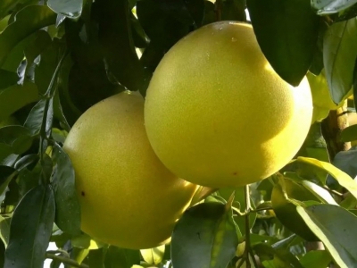 蜜柚满枝头！新绿湖家庭农场绘制了一幅丰收田园图...