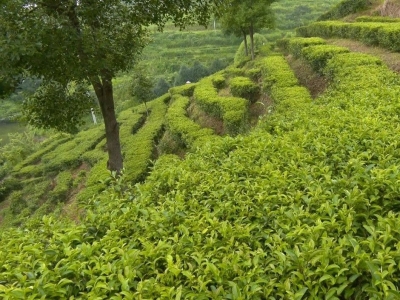 马上就能品秋茶啦~石正园山湖秋茶预计产量1万斤