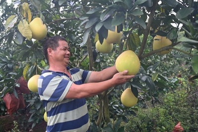 勤耕青山巅，“柚”出幸福甜！扎根柚园23载，他成了致富带头人~