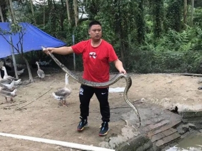 蛇：来人啊，救我啊！早知道我就不去吃鹅了...