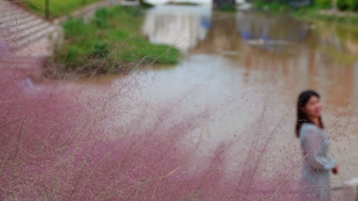 超“粉”预警！胭脂河畔添“粉黛”，趁着“双节”约起来~