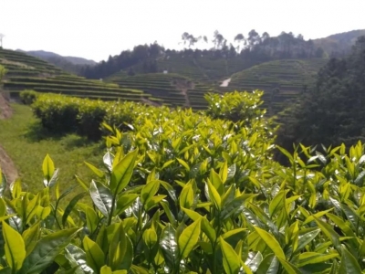 天地清香天地醉！一同来品品“茶香四溢”的嘉应茶MV~