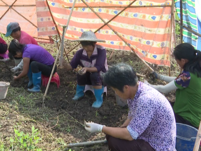 坐标五华岐岭！村民地里挖“宝贝”，油花生变“金豆子”
