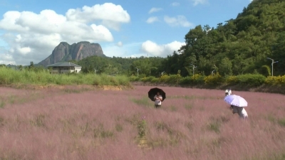 邀您赏花！平远石正十几亩花海，梦幻到哭