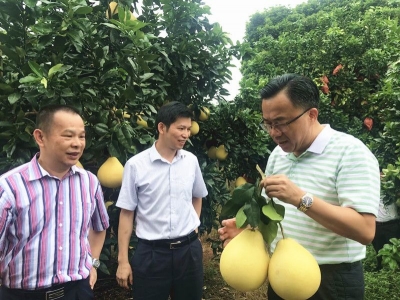 温向芳到梅县区调研梅州柚产业发展工作：做好质量管控 确保优质优价
