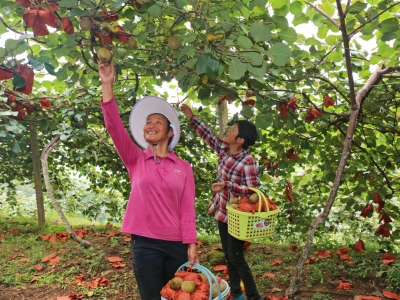 快围观！平远这个村藏着致富的“金果子”→