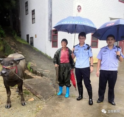 五华一村民刚买的牛丢了，价值近万元，还好有他们...