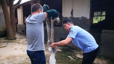 得人畏！大蟒蛇进村吃鸡...