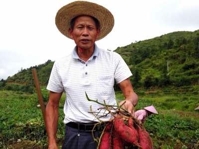 丰顺八乡山的番薯丰收啦！系国家地理标志产品