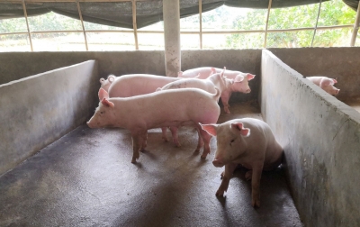 五华贫困户的“超有机猪”要出栏了，能赚大价钱！多亏搭上了这趟车...