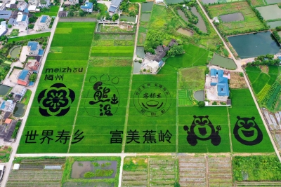 论稻蕉岭，一米惊人！梅州蕉岭邀请谢晋元将军之子为家乡代言！