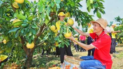 四季嘉应茶，秋冬梅州柚！梅州品质蜜柚今起正式上市