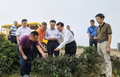 河源市政协一行来梅州考察茶叶产业发展