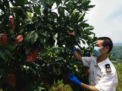 广东唯一入围水果！“大埔蜜柚” 入选首批中欧互认互保地理标志名录